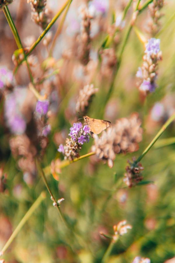 B&B Al Giardino Dei Laghi Revine Lago Dış mekan fotoğraf