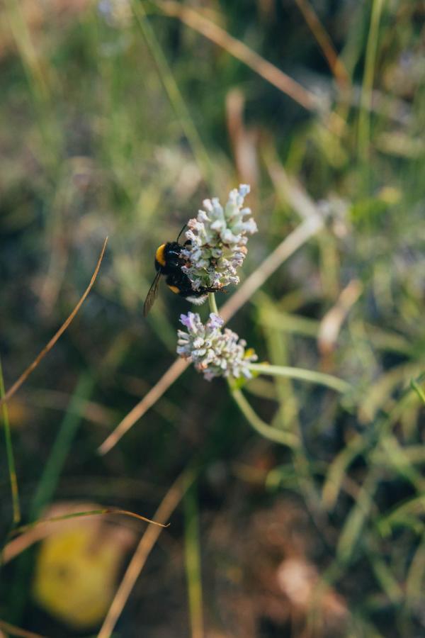 B&B Al Giardino Dei Laghi Revine Lago Dış mekan fotoğraf